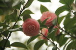 山茶花