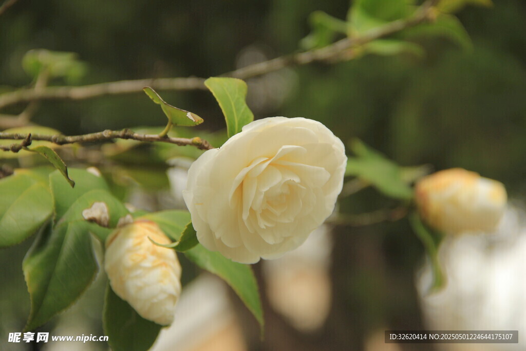 山茶花