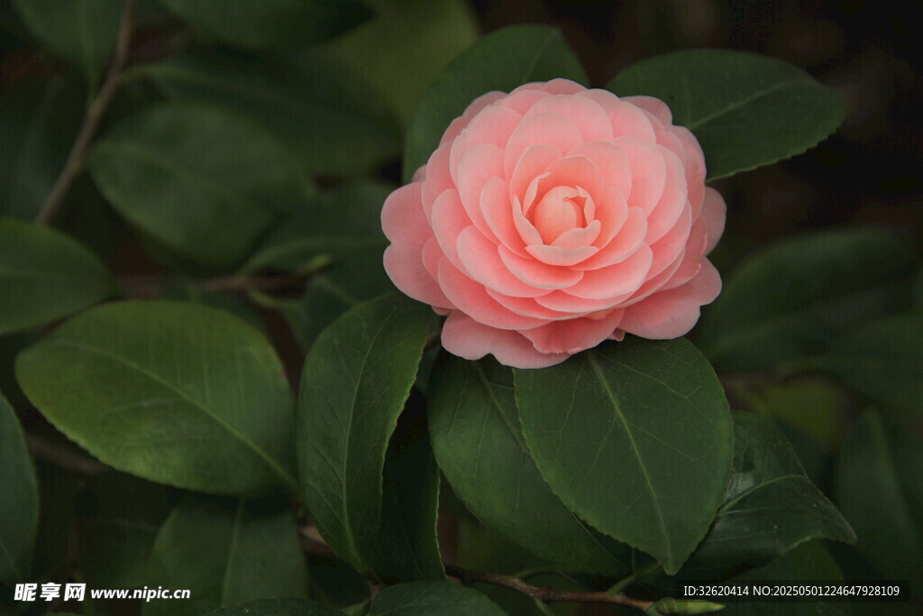 山茶花