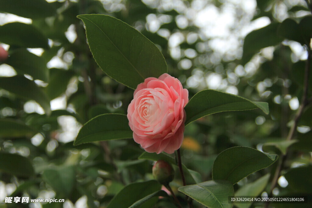 山茶花