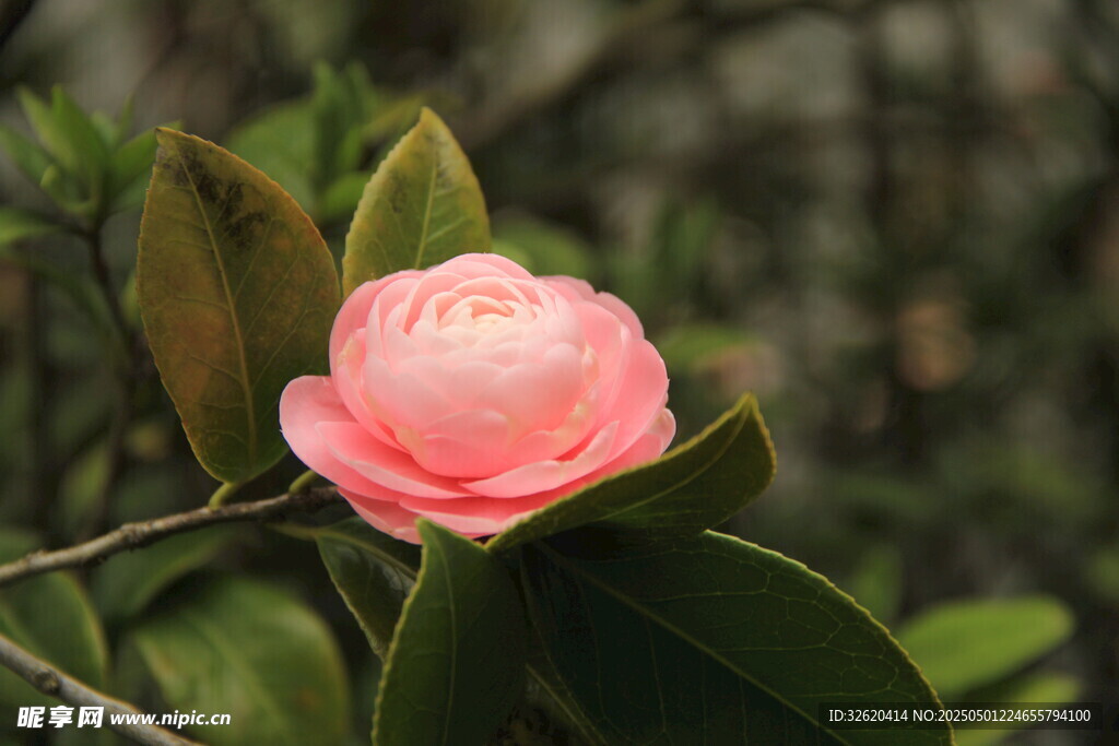山茶花