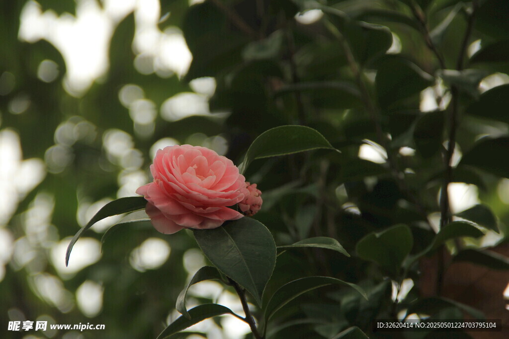 山茶花