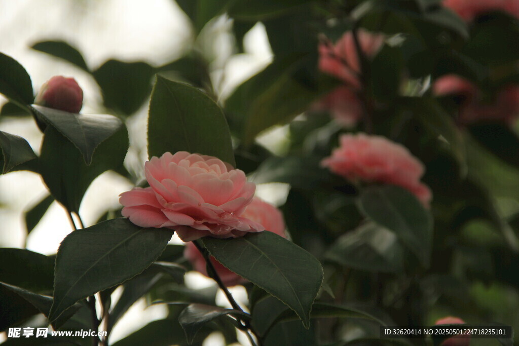 山茶花