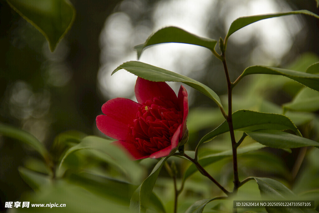 山茶花