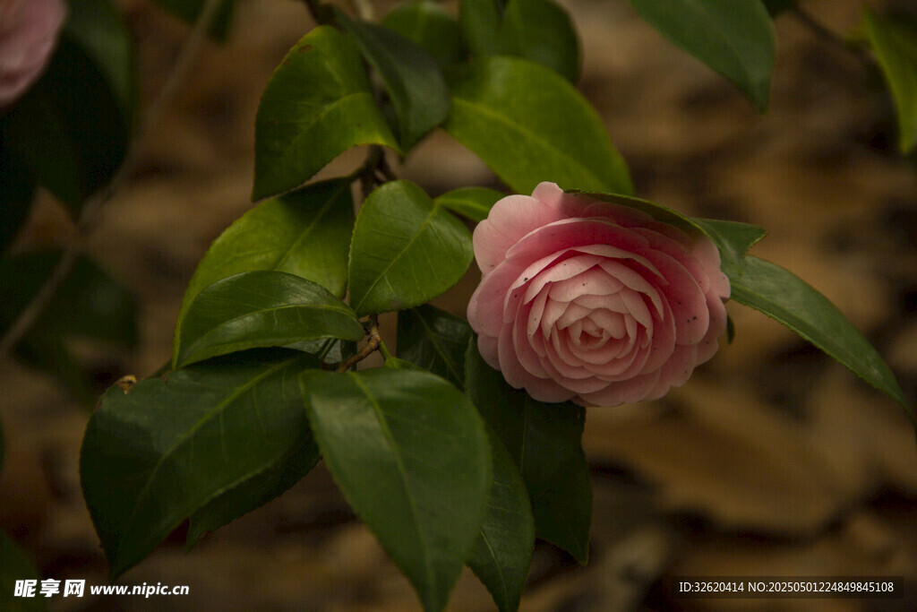 山茶花