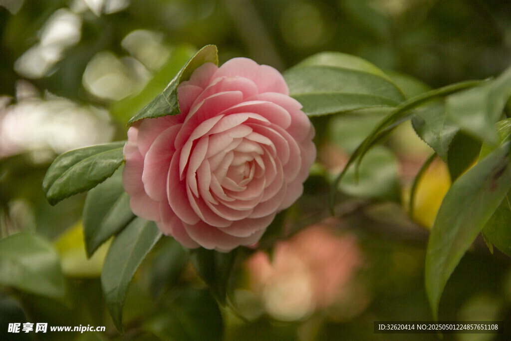 山茶花