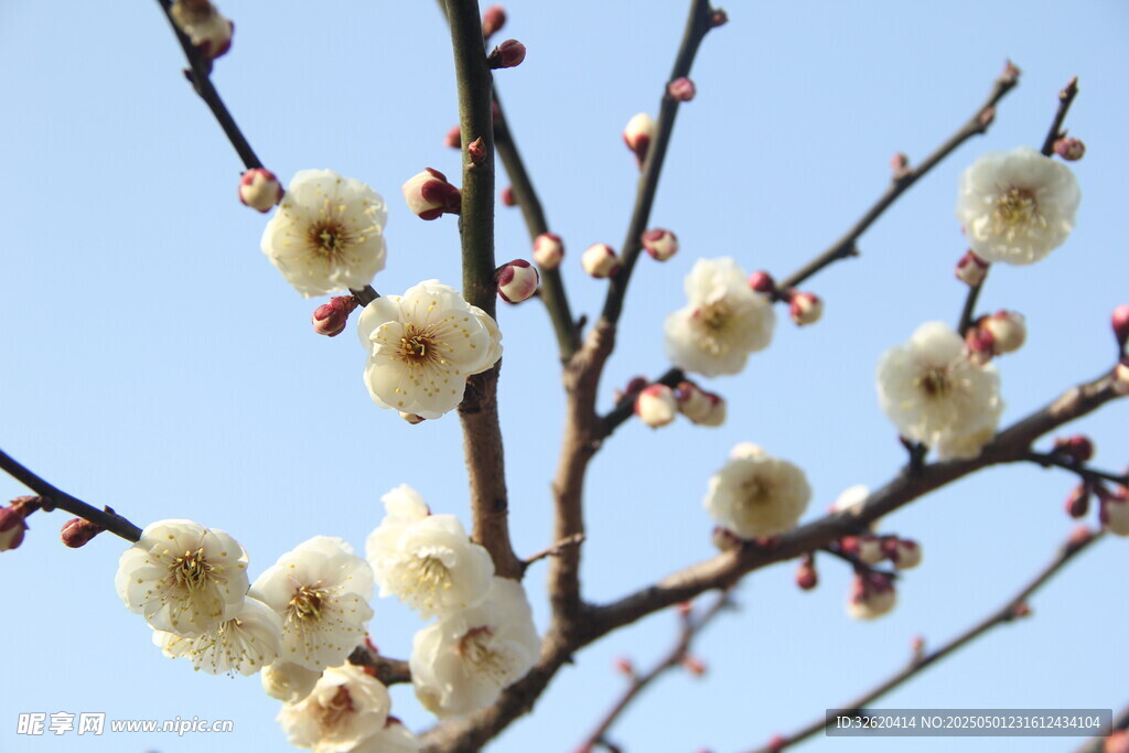 梅花