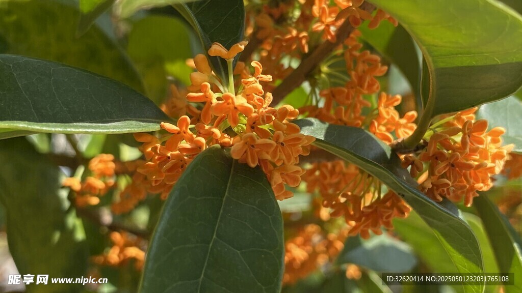 桂花