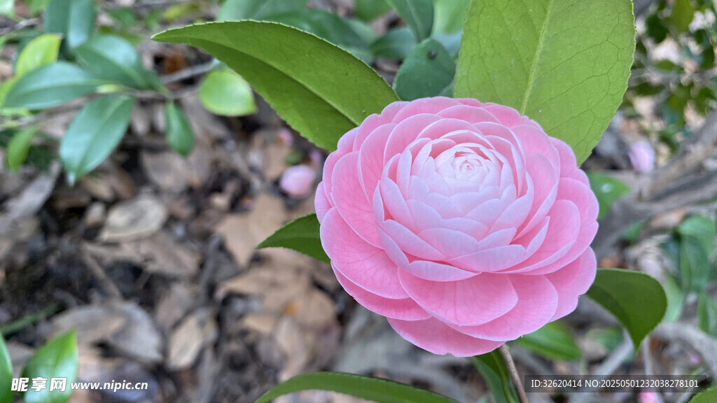山茶花
