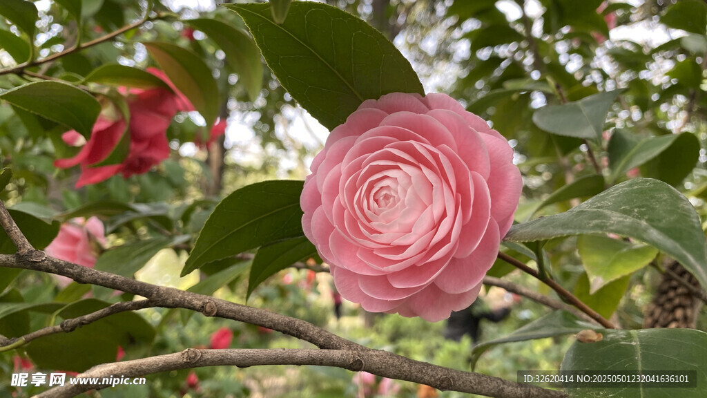 山茶花
