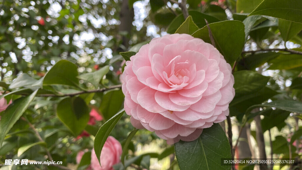 山茶花