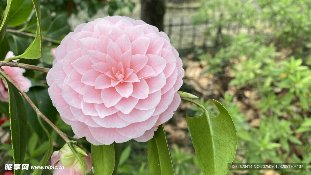 山茶花