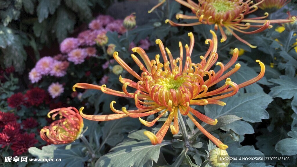 菊花