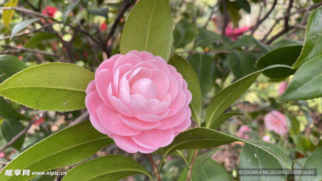 山茶花