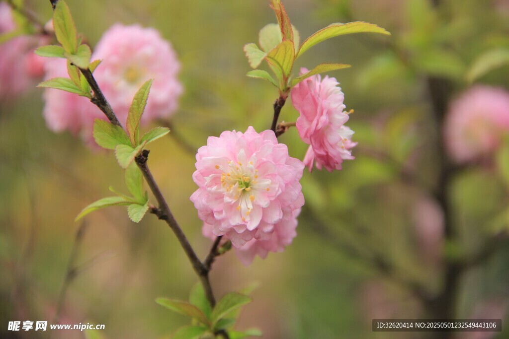 桃花