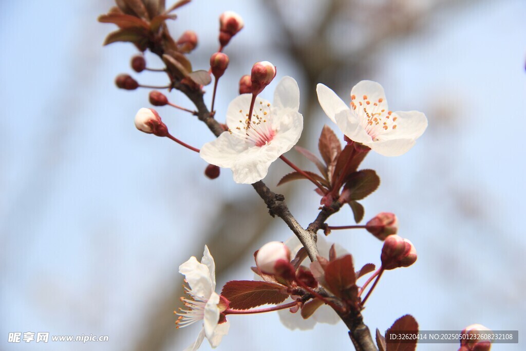 东京樱花