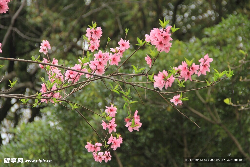 杜鹃花