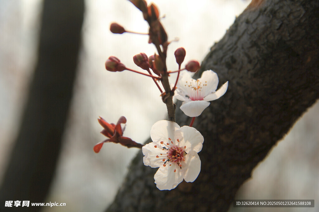 梅花