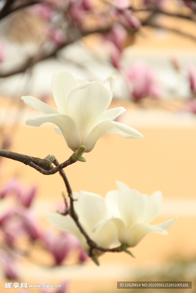 玉兰花