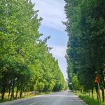 林荫大道