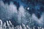 雪林