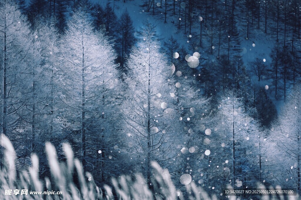 雪林