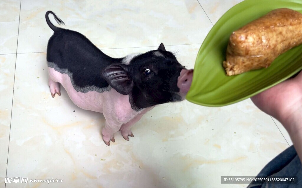 小猪进食 萌态十足