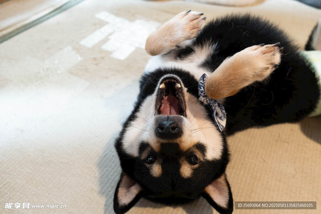 柴犬