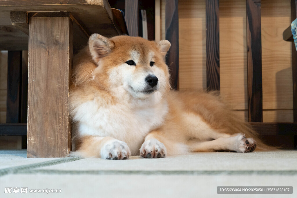 柴犬