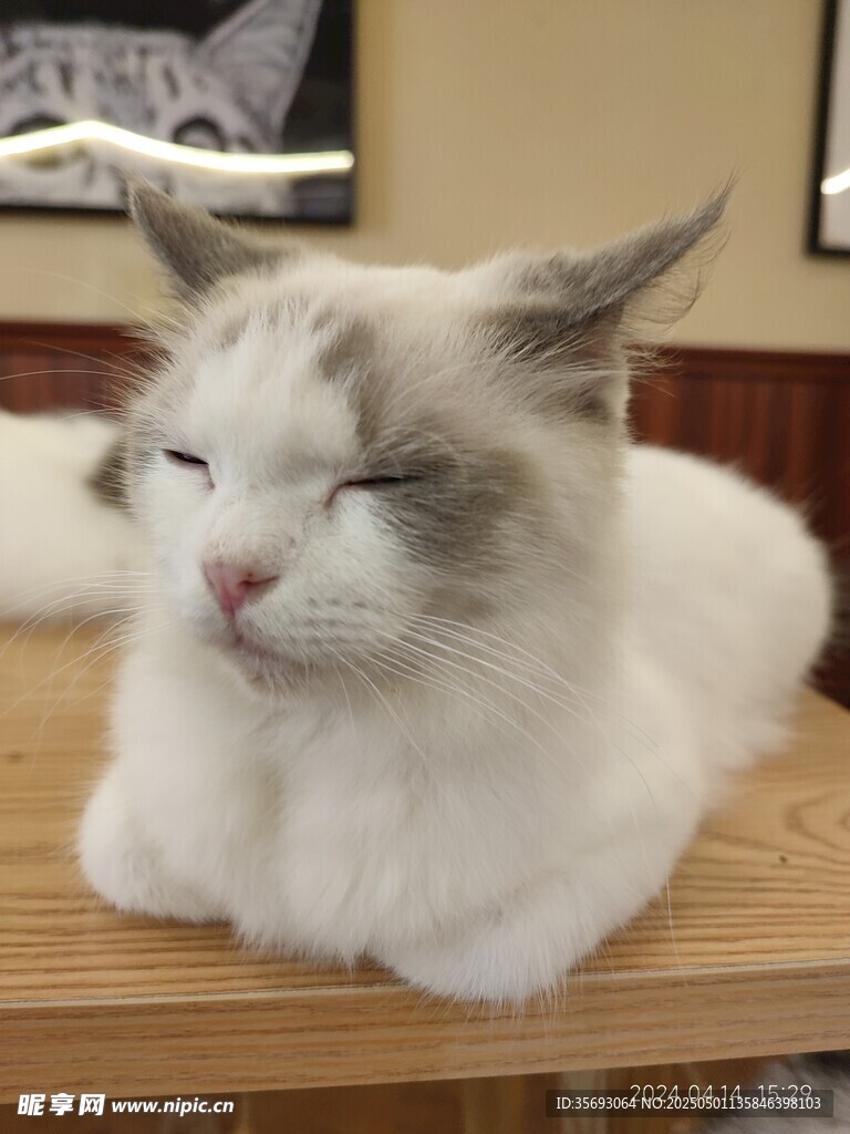 猫