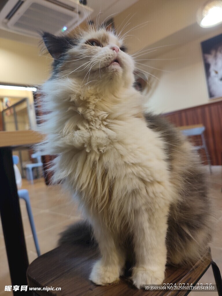 猫
