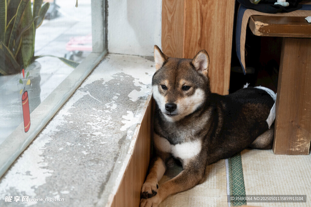 柴犬