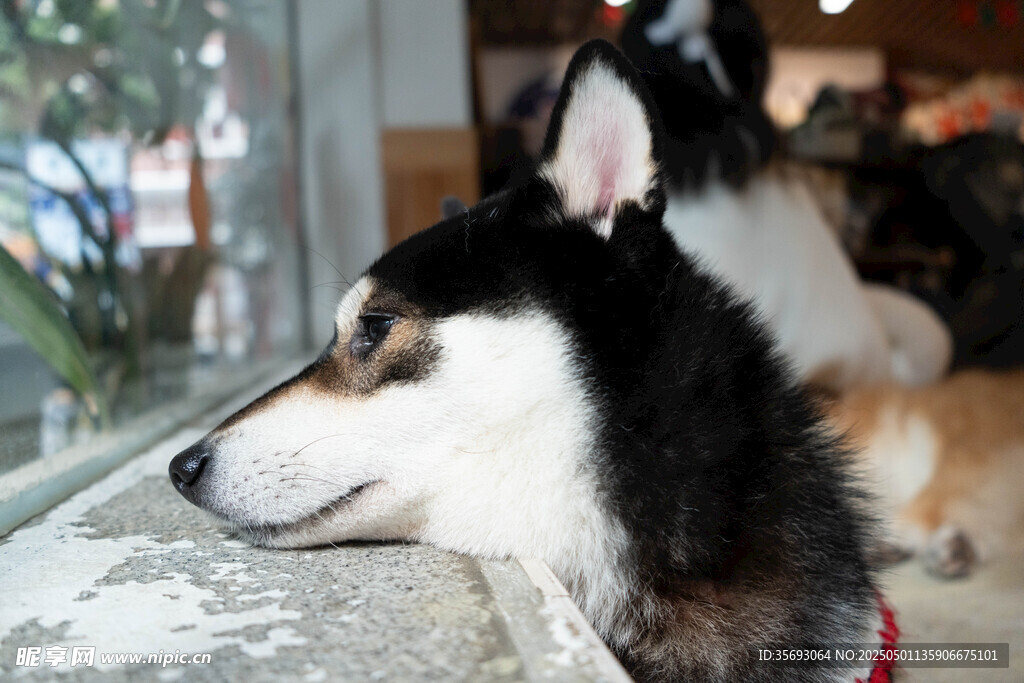 柴犬