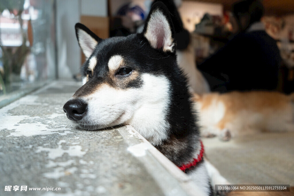 柴犬
