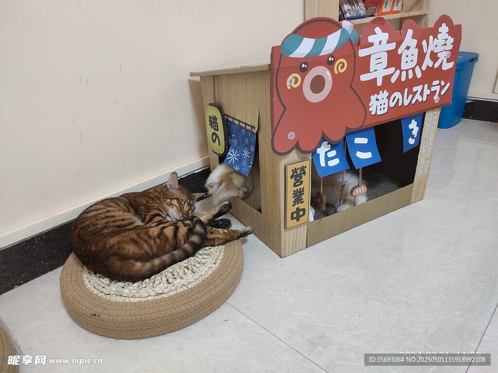 猫