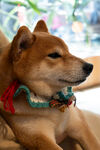柴犬