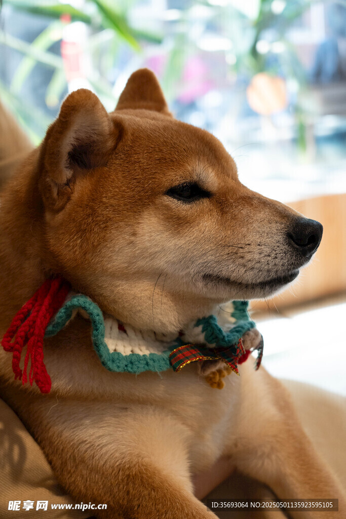 柴犬