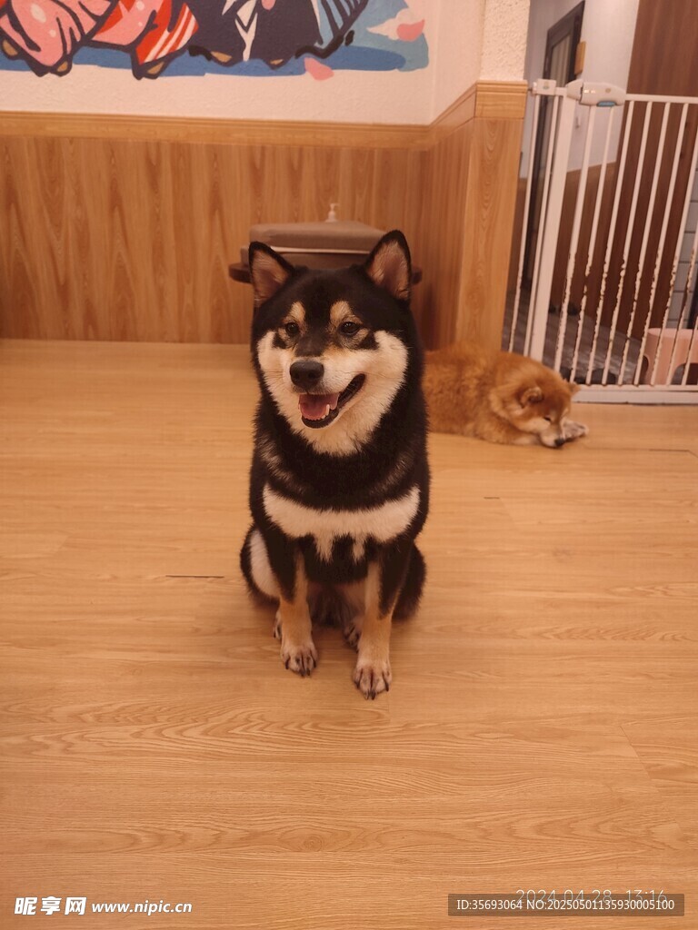 柴犬