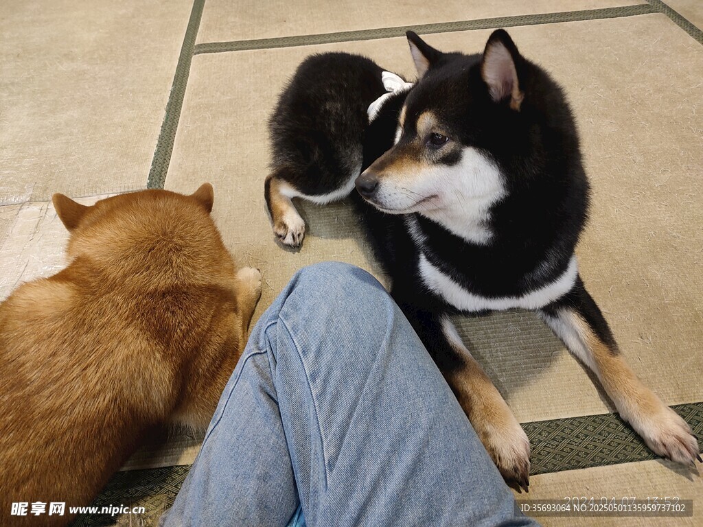 柴犬