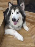 阿拉斯加犬
