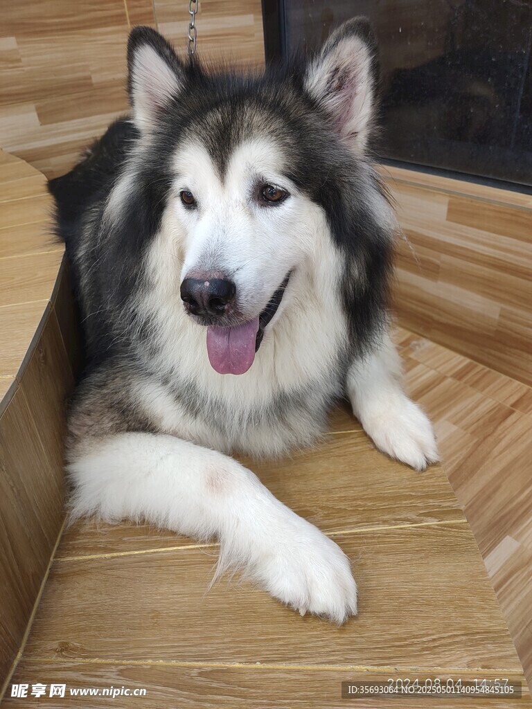 阿拉斯加犬