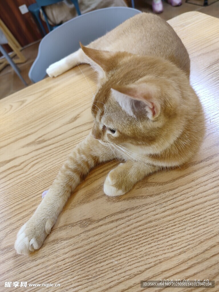猫