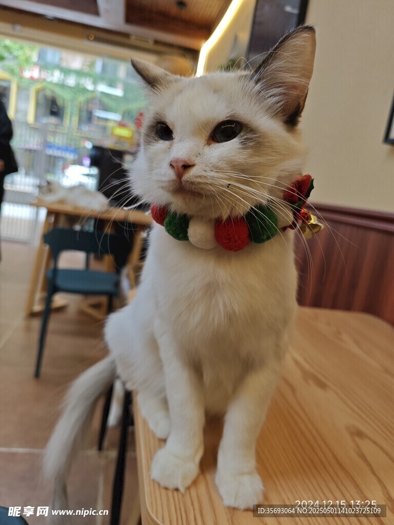 猫