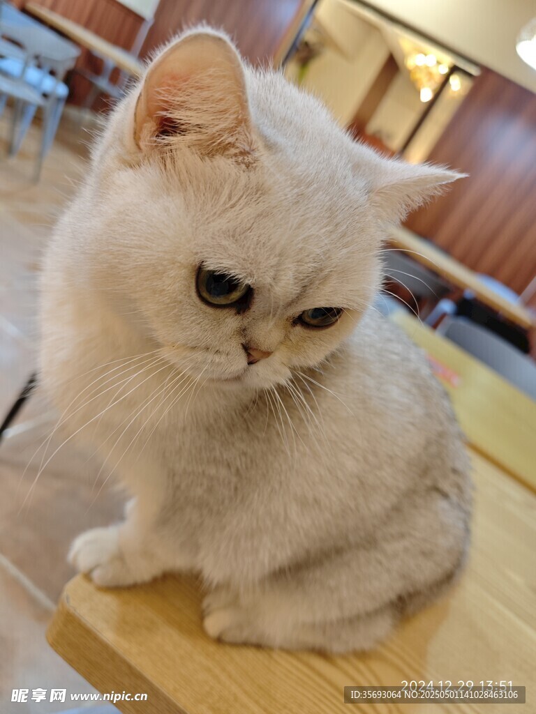 猫