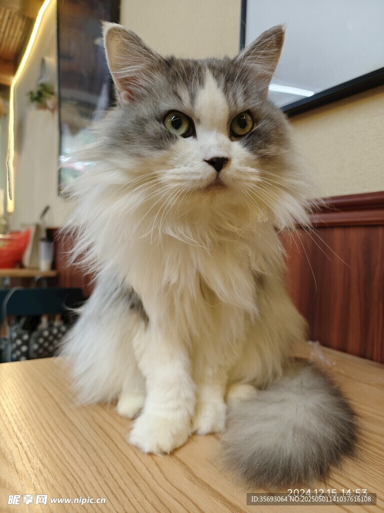 猫