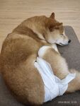 柴犬
