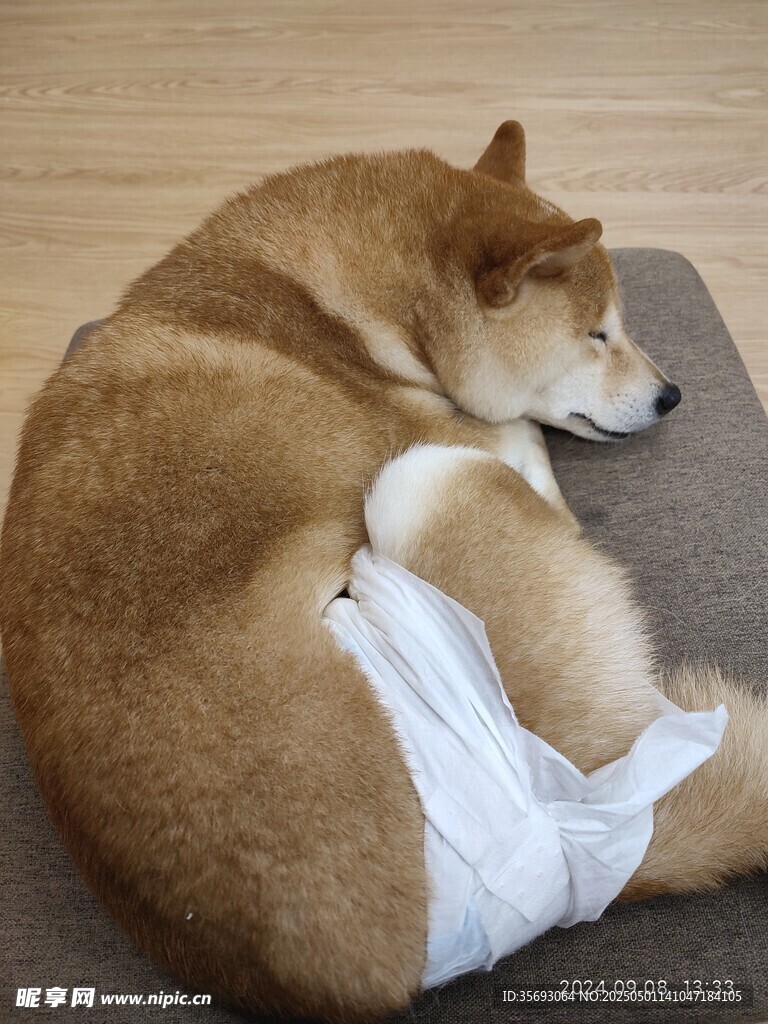 柴犬