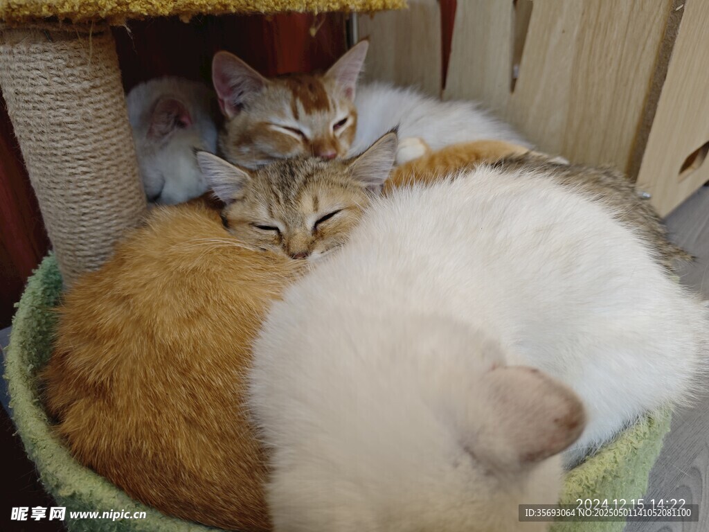 猫