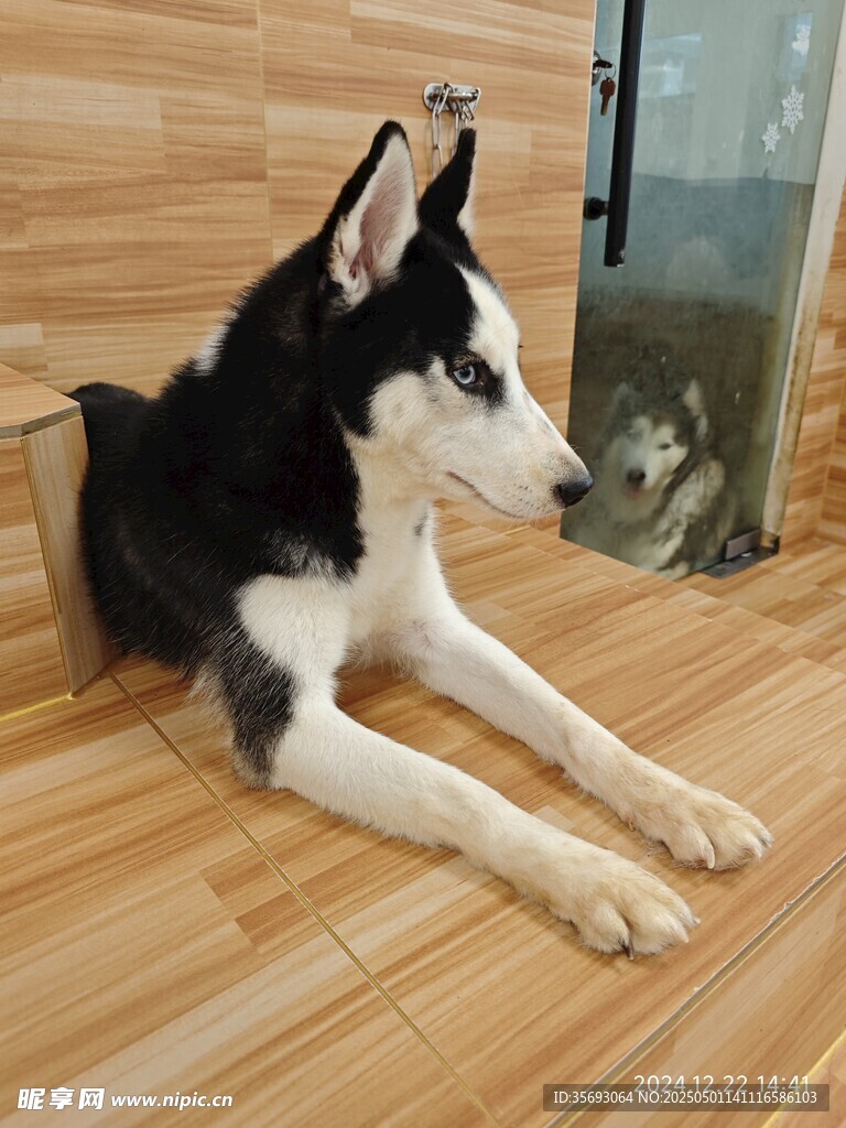 哈士奇