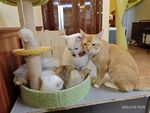 猫